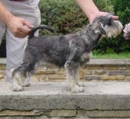 Granada De GabriTho: Peppersdegabritho - Zwergschnauzer / Miniature Schnauzer