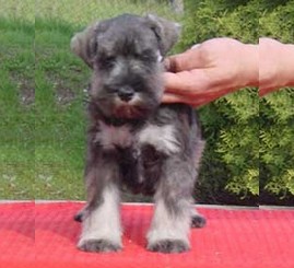 Granada De GabriTho: Peppersdegabritho - Zwergschnauzer / Miniature Schnauzer