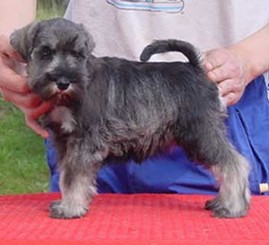 Granada De GabriTho: Peppersdegabritho - Zwergschnauzer / Miniature Schnauzer
