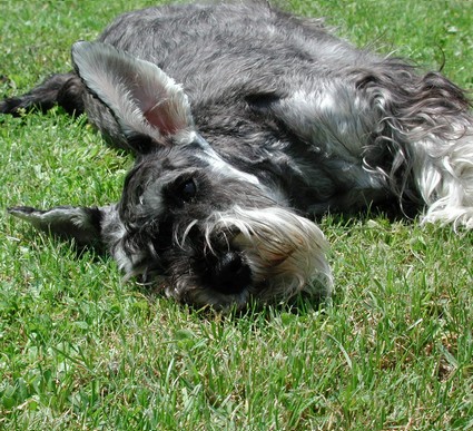 Granada De GabriTho: Peppersdegabritho - Zwergschnauzer / Miniature Schnauzer
