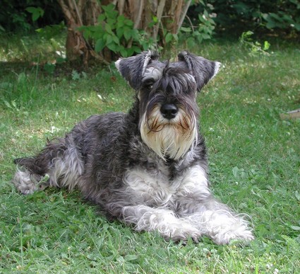 Granada De GabriTho: Peppersdegabritho - Zwergschnauzer / Miniature Schnauzer
