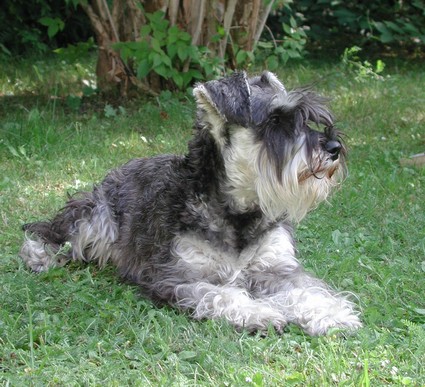 Granada De GabriTho: Peppersdegabritho - Zwergschnauzer / Miniature Schnauzer
