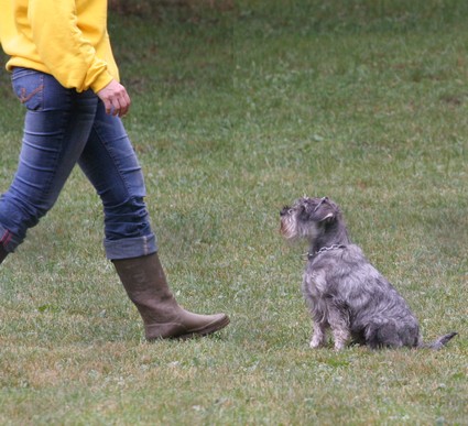 Peppersdegabritho Zwergschnauzer / Miniature Schnauzer