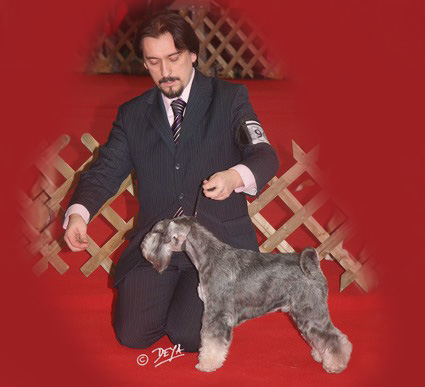 Krawuzi Peppersdegabritho: Peppersdegabritho - Zwergschnauzer / Miniature Schnauzer