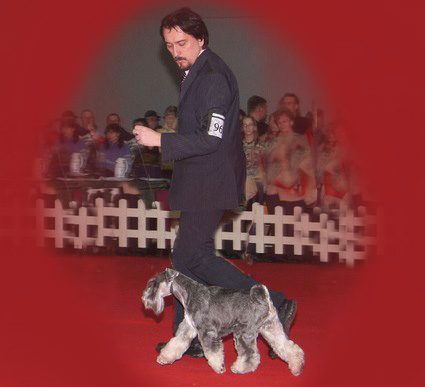 Krawuzi Peppersdegabritho: Peppersdegabritho - Zwergschnauzer / Miniature Schnauzer