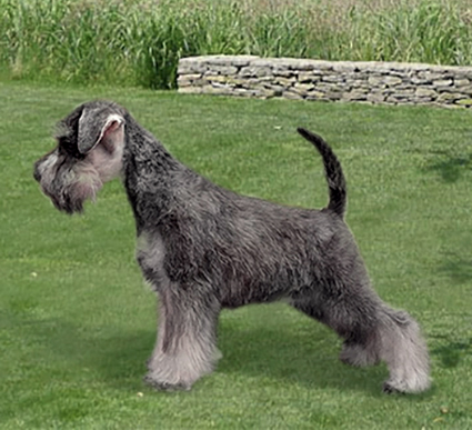 Ezüst Granit Violet Peppersdegabritho: Peppersdegabritho - Zwergschnauzer / Miniature Schnauzer