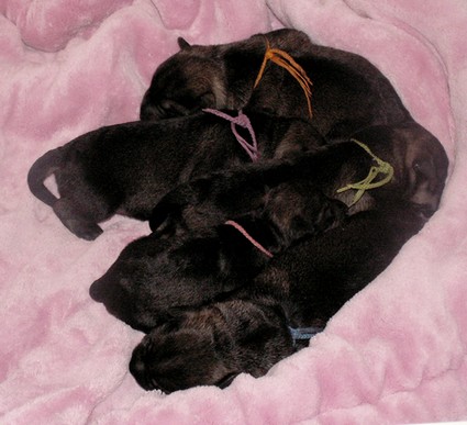 Peppersdegabritho Zwergschnauzer / Miniature Schnauzer