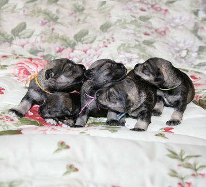 N-Wurf Peppersdegabritho Zwergschnauzer Peppersdegabritho Zweergschnauzer