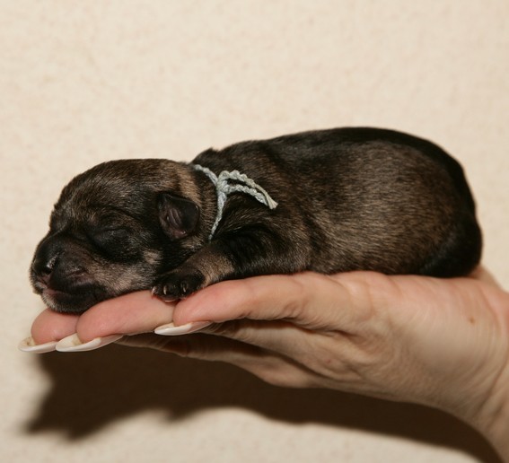 O-Wurf Peppersdegabritho Zwergschnauzer Peppersdegabritho Zwergschnauzer