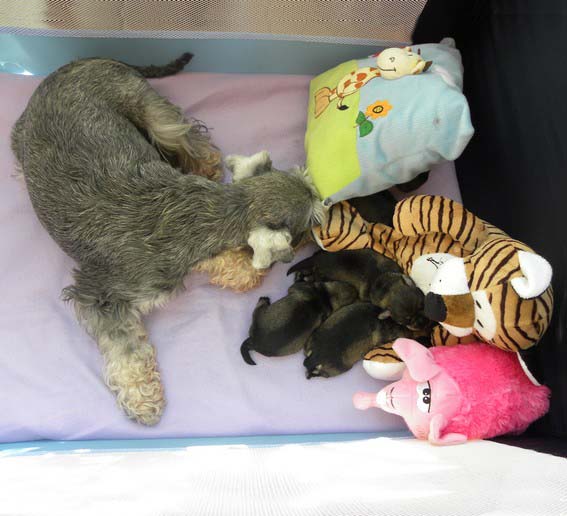 O-Wurf Peppersdegabritho Zwergschnauzer Peppersdegabritho Zwergschnauzer