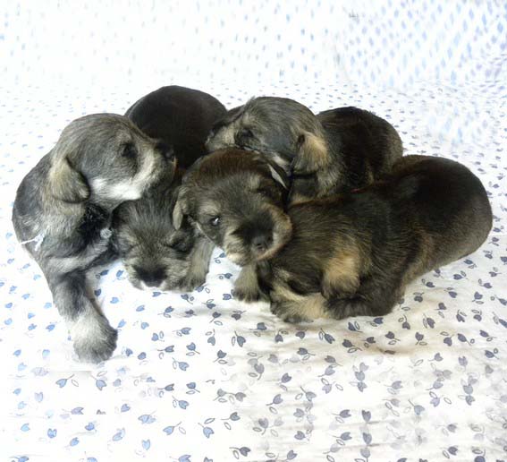 O-Wurf Peppersdegabritho Zwergschnauzer Peppersdegabritho Zwergschnauzer