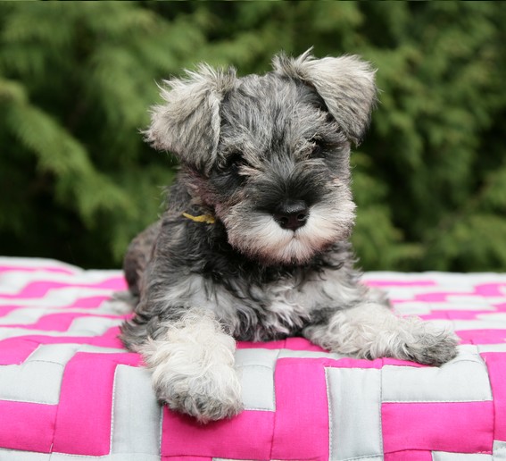 Og Jessica Peppersdegabritho O-Wurf/O-Litter: Peppersdegabritho - Zwergschnauzer / Miniature Schnauzer