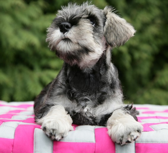 Origami Peppersdegabritho Peppersdegabritho Zwergschnauzer