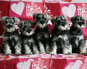 Peppersdegabritho Zwergschnauzer