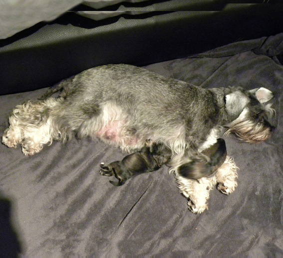 P-Wurf Peppersdegabritho Zwergschnauzer Peppersdegabritho Zwergschnauzer