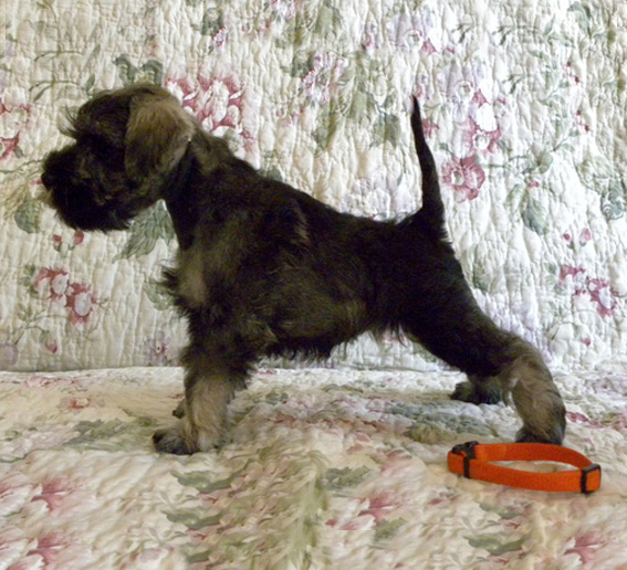 Polly Pocket Peppersdegabritho Peppersdegabritho Zwergschnauzer