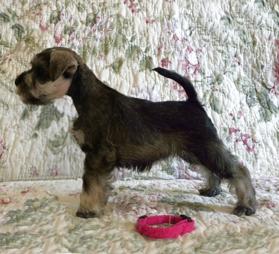 Peppermint Patty Peppersdegabritho Peppersdegabritho Zwergschnauzer