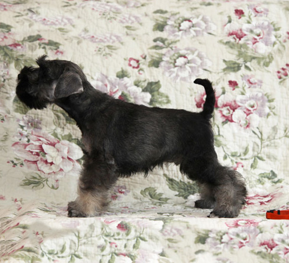 Polly Pocket Peppersdegabritho Peppersdegabritho Zwergschnauzer