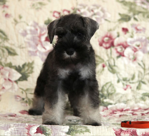 Polly Pocket Peppersdegabritho Peppersdegabritho Zwergschnauzer
