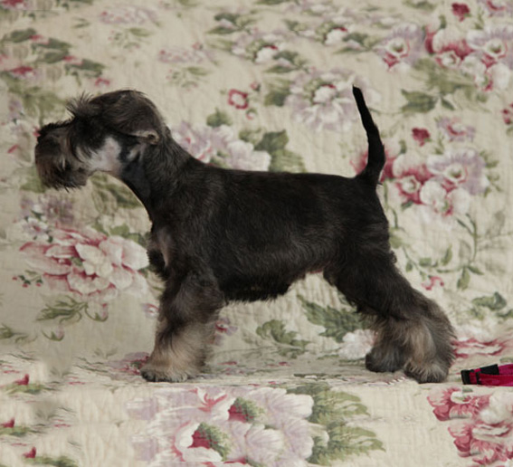 Peppermint Patty Peppersdegabritho Peppersdegabritho Zwergschnauzer