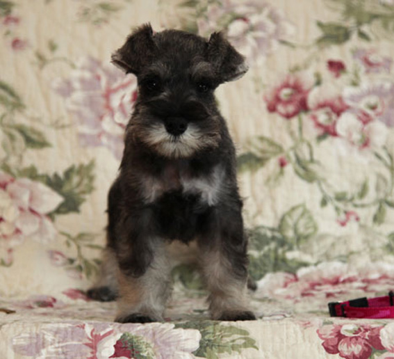 Peppermint Patty Peppersdegabritho Peppersdegabritho Zwergschnauzer