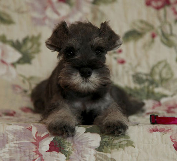Peppermint Patty Peppersdegabritho Peppersdegabritho Zwergschnauzer