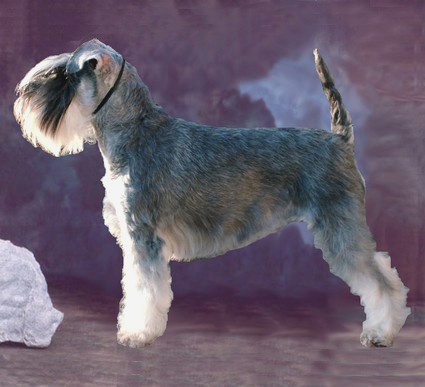 Granada De GabriTho: Peppersdegabritho - Zwergschnauzer / Miniature Schnauzer