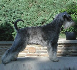 Granada De GabriTho: Peppersdegabritho - Zwergschnauzer / Miniature Schnauzer