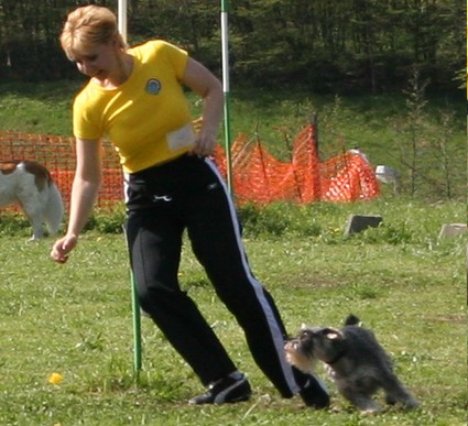 Peppersdegabritho Zwergschnauzer / Miniature Schnauzer