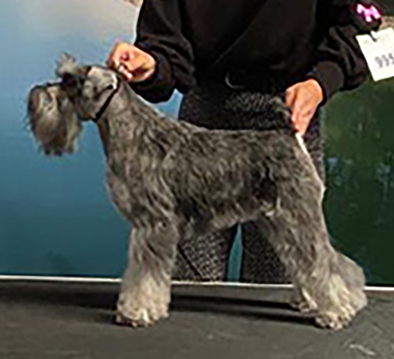 Peppergabito Adorable: Peppersdegabritho - Zwergschnauzer / Miniature Schnauzer