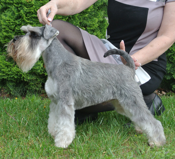 Quantum Leap Peppersdegabritho: Peppersdegabritho - Zwergschnauzer / Miniature Schnauzer