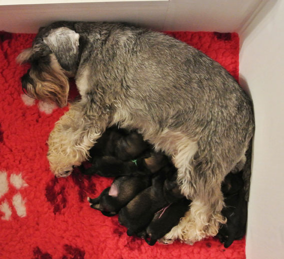 X-Wurf Peppersdegabritho Zwergschnauzer Peppersdegabritho Zwergschnauzer