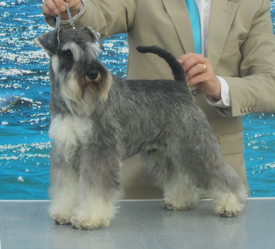 P-Wurf/P-Litter: Peppersdegabritho - Zwergschnauzer / Miniature Schnauzer