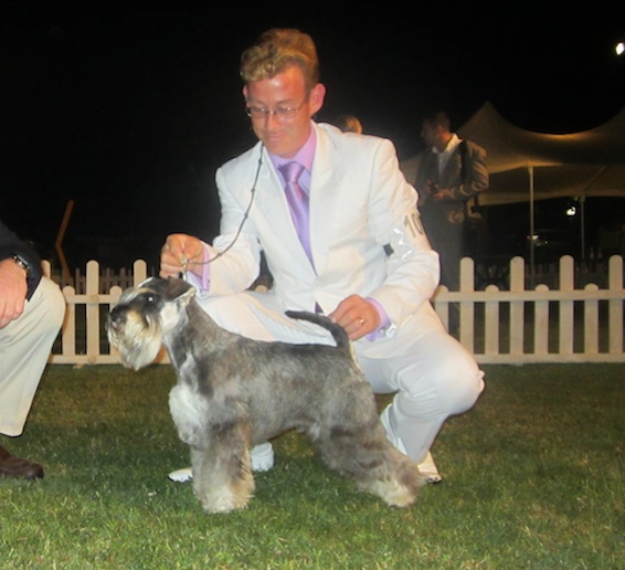 P-Wurf/P-Litter: Peppersdegabritho - Zwergschnauzer / Miniature Schnauzer