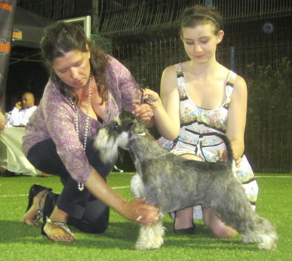 P-Wurf/P-Litter: Peppersdegabritho - Zwergschnauzer / Miniature Schnauzer