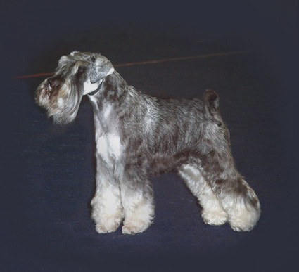 Peppersdegabritho Zwergschnauzer / Miniature Schnauzer
