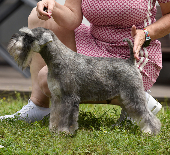 Stars of White Night Hugh Grant at Peppergabito: Peppersdegabritho - Zwergschnauzer / Miniature Schnauzer