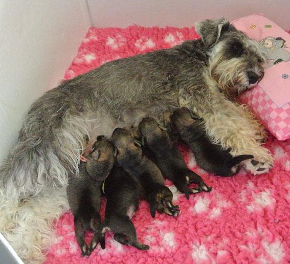 Y-Wurf Peppersdegabritho Zwergschnauzer Y-Wurf Peppersdegabritho Zwergschnauzer