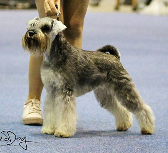 Violet Velvet Peppersdegabritho: Peppersdegabritho - Zwergschnauzer / Miniature Schnauzer