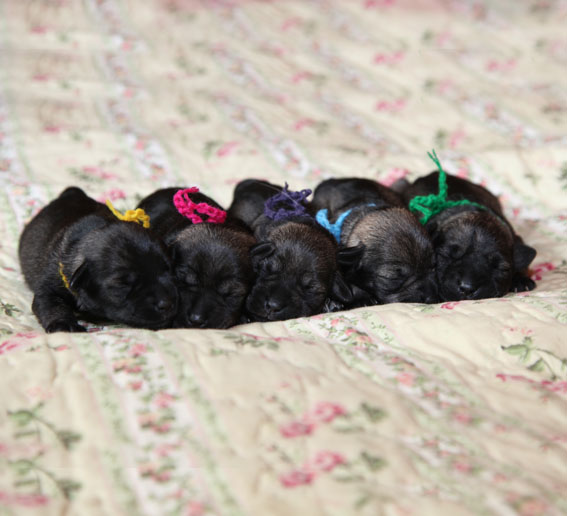 W-Wurf Peppersdegabritho Zwergschnauzer W-Wurf Peppersdegabritho Zwergschnauzer