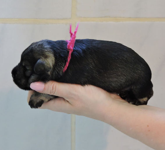 W-Wurf Peppersdegabritho Zwergschnauzer Peppersdegabritho Zwergschnauzer