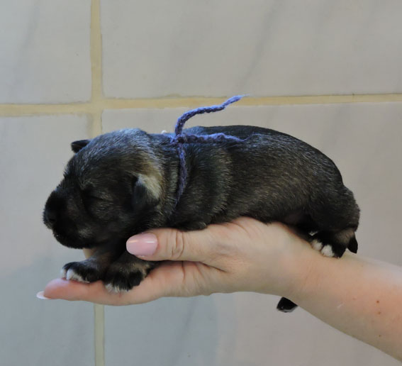 W-Wurf Peppersdegabritho Zwergschnauzer Peppersdegabritho Zwergschnauzer