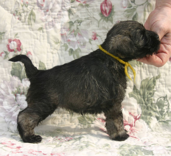 W-Wurf Peppersdegabritho Zwergschnauzer Peppersdegabritho Zwergschnauzer