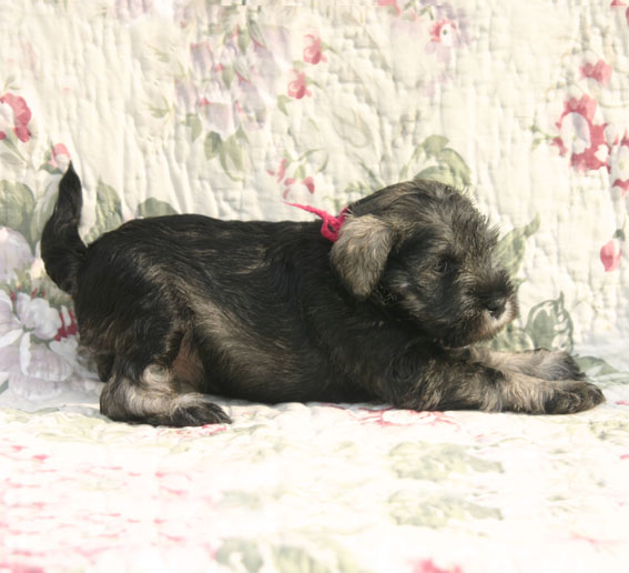 W-Wurf Peppersdegabritho Zwergschnauzer W-Wurf/W-Litter: Peppersdegabritho - Zwergschnauzer / Miniature Schnauzer
