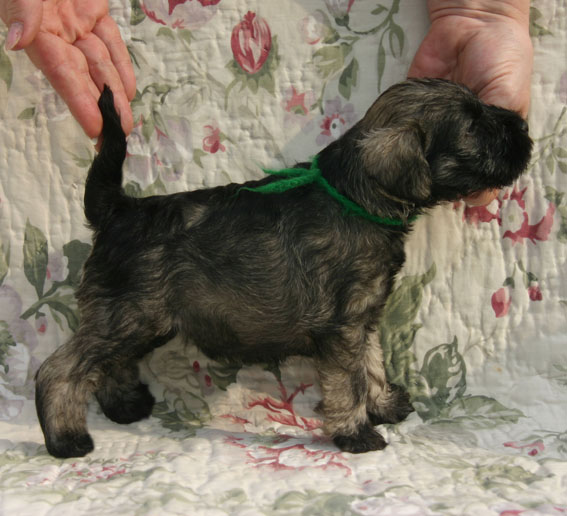 W-Wurf Peppersdegabritho Zwergschnauzer Peppersdegabritho Zwergschnauzer