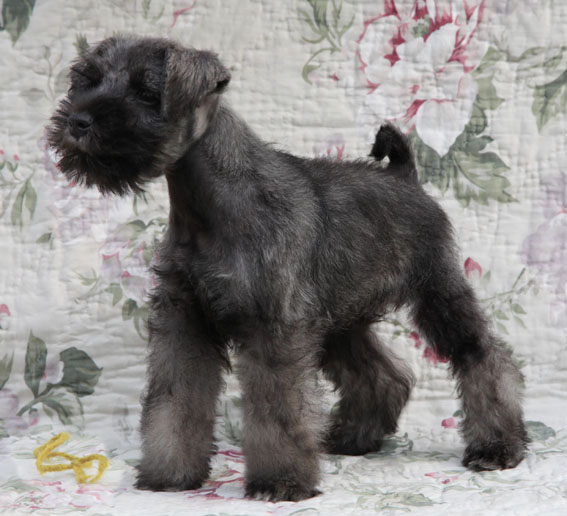 W-Wurf Peppersdegabritho Zwergschnauzer Peppersdegabritho Zwergschnauzer