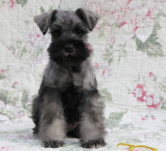 W-Wurf Peppersdegabritho Zwergschnauzer Peppersdegabritho Zwergschnauzer