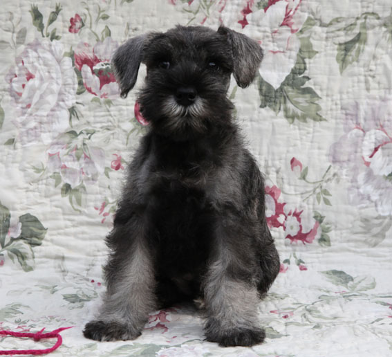 W-Wurf Peppersdegabritho Zwergschnauzer Peppersdegabritho Zwergschnauzer