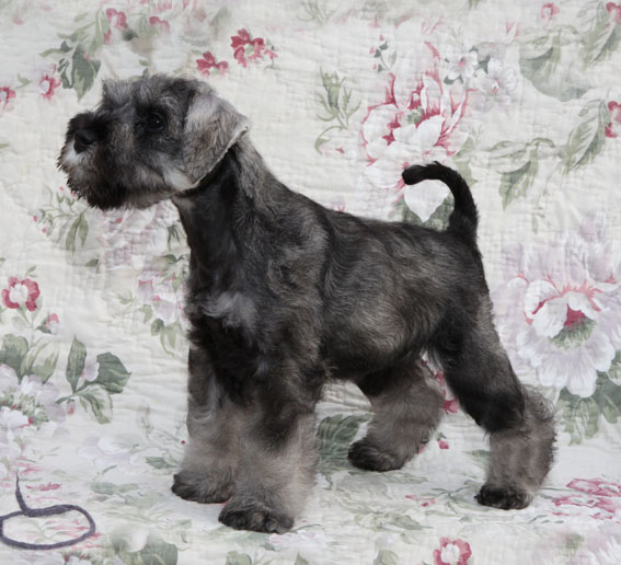 W-Wurf Peppersdegabritho Zwergschnauzer Peppersdegabritho Zwergschnauzer