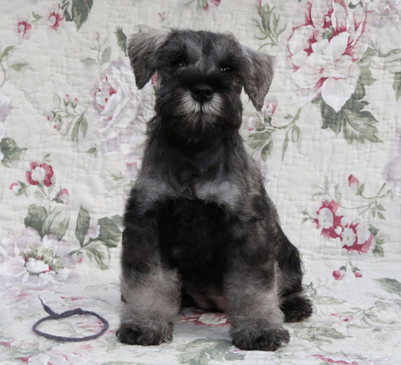 W-Wurf Peppersdegabritho Zwergschnauzer Peppersdegabritho Zwergschnauzer